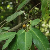 Myristica ceylanica A.DC.